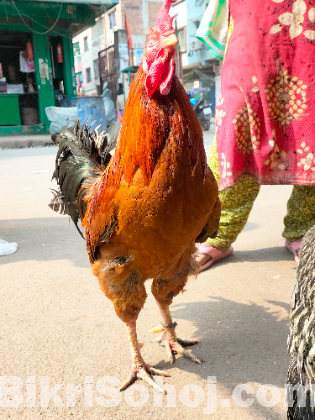 পাহাড়ি মোরগ